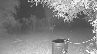 Orb caught on Deer camera.  UFO??