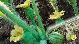 tips perkawinan semangka agar buah cepat jadi dan tidak gugur...