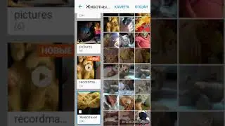 Клип с (МОИМИ )ЖИВОТНЫМИ
