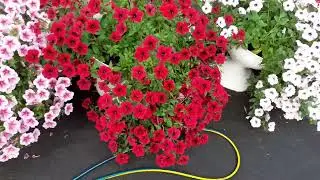 Петуния Тайдал. Petunia Tidal.