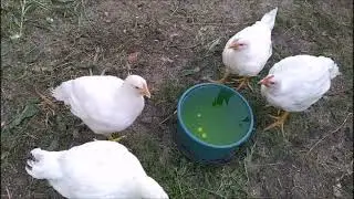 БРОЙЛЕРЫ! КАК ПОИТЬ птицу ,чтобы она росла как на дрожжах!