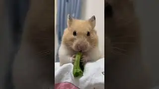 Asmr hamster 