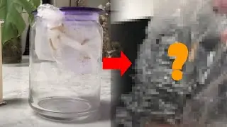 Plastic Eating Worms - Elementary & Middle School Science Fair Winning Topic