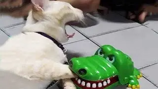 Смешные приколы с домашними животными / Смешные видео с животными