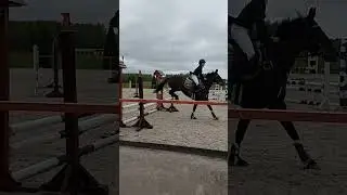 конкур , курцево