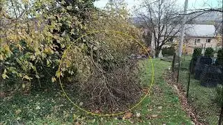 Napadené stromy břečťanem