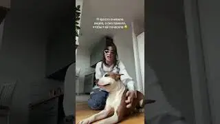 Собака улыбака 