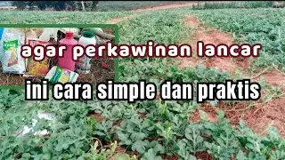 pestisida sebelum penyerbuk. an semangka agar bunga serempak dan pokok normal pasca keriting