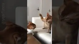Why is he just taking it 😭 #cats #catshorts #shorts #youtubeshorts #youtube #cute #funny