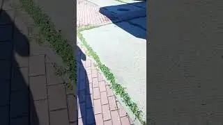Воля и разум
