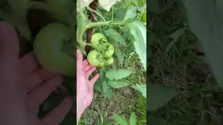 Помидоры Первая кисть Чечня Гудермес