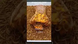 10.000 Worms VS Pumpkin