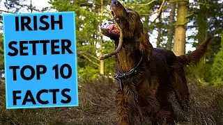 Irish Setter - TOP 10 Interesting Facts
