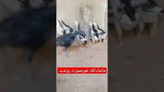 Beautiful Shamo Birds | German Oh Shamo
