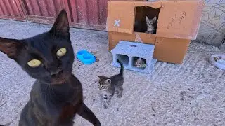 The kittens started waiting for us like their mother does.
