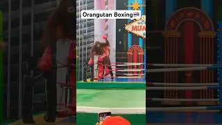 Orangutan Boxing Show #monkey #boxing #fighting #safariworldbangkok #bangkok #thailand #pattaya