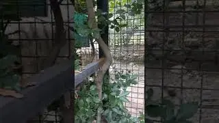Зоопарк Сказка Олега Зубков, Ялта Крым