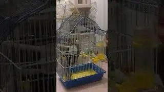 Знакомство попугаев!