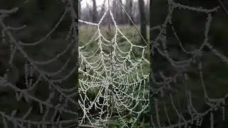 Лісова прогулянка 