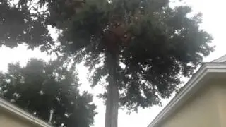 Tree Branch