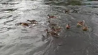 Дикие безбашенные утки на Мане