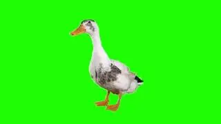 Duck Green Screen (HD) - Animals Green Screen Effects!