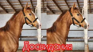 До свидания кулун сатылып кетти чалмай жок.