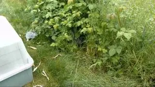 Rabbit Colony