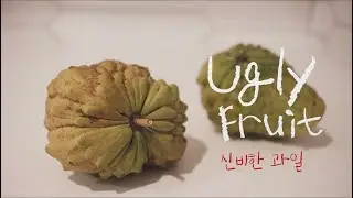 San Diego Vlog #19, 난생 처음 보는 과일, Atamoya, 미국 백수의 농사일기