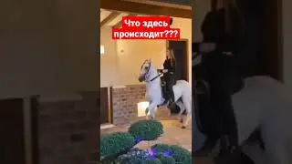 #конь