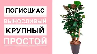 ПОЛИСЦИАС шлемовидный. Прекрасная альтернатива фикусу. Крупный интерьерный вазон. (English sub.)