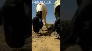 Ё Раб зи карам бар мани дарвеш нигар @muhajeer_tv  #islam #tojikiston #muslim #farsi