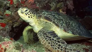 Funny turtle 😂 Animals 😲