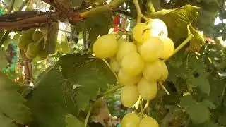 Мускат медовый - форма Опрышко Н.