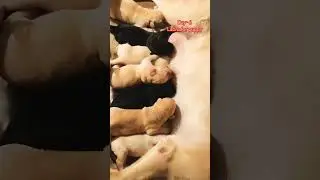 Labrador puppy Day 6 
