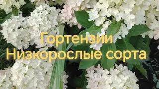 Низкорослые сорта гортензии метельчатой. Обзор моих красавиц.
