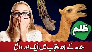 تونسہ شریف ریتڑہ کے علاقے ہیڈ بلچانی میں ذاتی مخالفت کا غصہ بے زبان جانور اونٹی