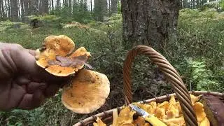 Real and false chanterelles