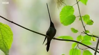 The World's Longest Beak. BBC Earth