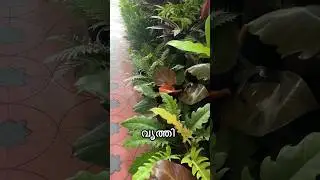 വൃത്തി Part 1 voiceover 🎙️ #garden #homegardens #indoorplants #jishnuuthaman #houseplants #plants