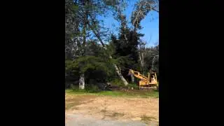 939C taking down dead ash trees