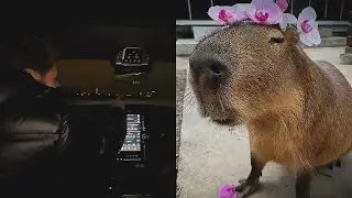 ХАЗЯЕВА ВСТРЕТИЛИ КАПИБАРА ВО ВРЕМЯ СТРИМА😱