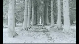 Футаж №195 Зимний лес