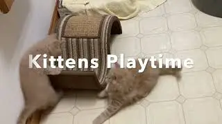 It's Always Playtime for the Kittens.