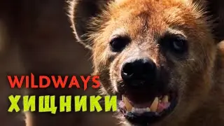 WILDWAYS - ХИЩНИКИ (Lyric Video) #wildways #хищники #симптомы