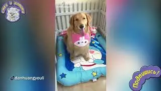 Образцовая Собачья Семья