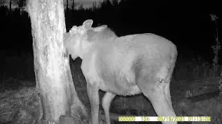 Elk. Moose on the salt lake. Hunting and fishing. #76 