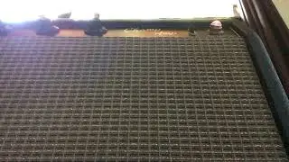 Noisy Preamp Tube in Fender Champ Amp