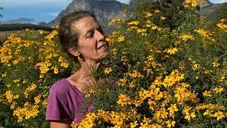 Gardening with Gundula: Mountain Marigold 🌼