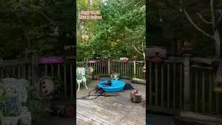 Breakfast at Dawn with the raccoons, Peanut Butter Club Diary